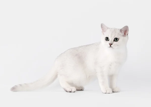 Kleine zilveren Britse kitten op witte achtergrond — Stockfoto