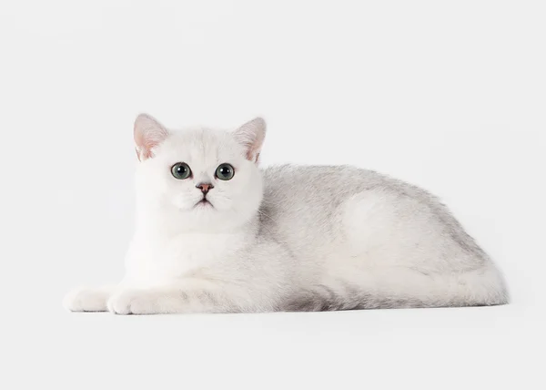 Petit chaton britannique argenté sur fond blanc — Photo