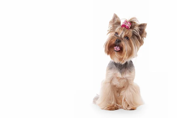 Yorkie filhote de cachorro no fundo gradiente branco — Fotografia de Stock