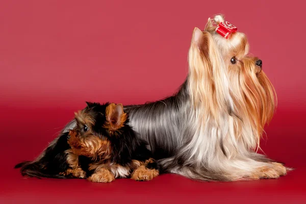 Dois yorkies no fundo vermelho escuro — Fotografia de Stock