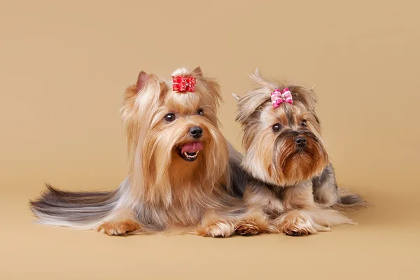 Arka plan ışığı iki yorkie köpekler kahverengi — Stok fotoğraf