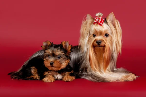 Två yorkies på mörk röd bakgrund — Stockfoto