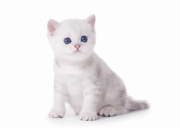 Small silver british kitten on white background — Stock Photo, Image