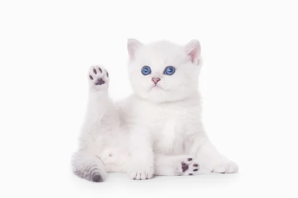 Kecil perak anak kucing Inggris pada latar belakang putih — Stok Foto