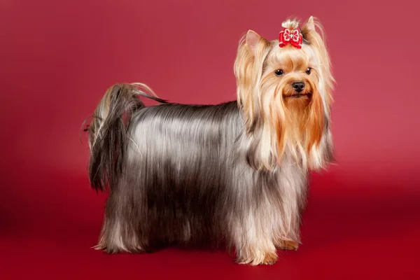 Yorkie on dark red background — Stock Photo, Image