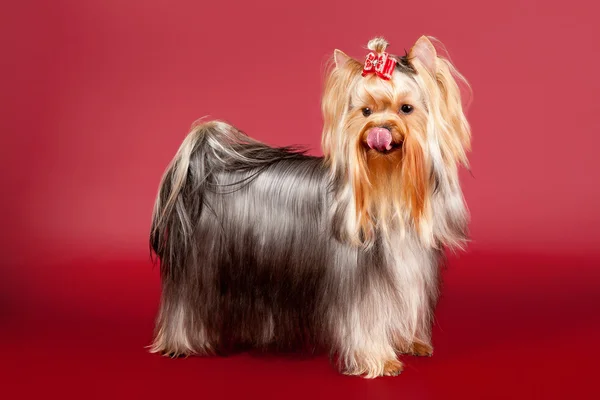 Yorkie on dark red background — Stock Photo, Image