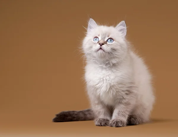 Kleine Siberische kitten op licht bruin achtergrond — Stockfoto