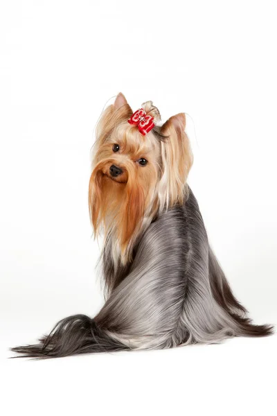 Yorkie cucciolo su sfondo bianco — Foto Stock