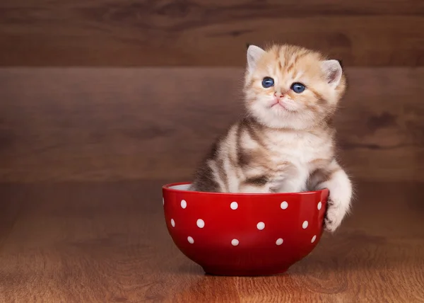 Small golden british kitten on table with wooden texture in red — Stock Photo, Image