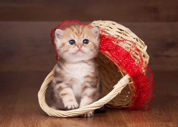 Kleine gouden Britse kitten op tafel met houten textuur in koesteren — Stockfoto