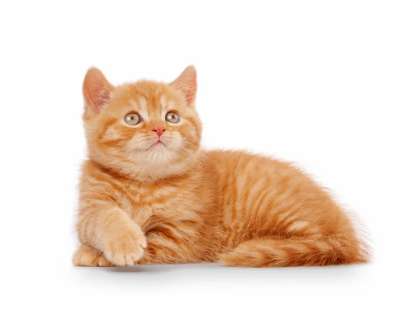 Small red british kitten on white background — Stock Photo, Image