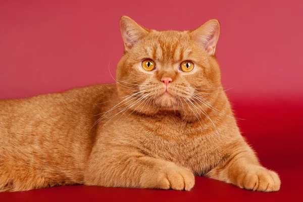 Vermelho britânico macho gato no escuro vermelho fundo — Fotografia de Stock