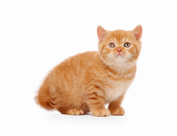 Pequeno gatinho britânico vermelho no fundo branco — Fotografia de Stock