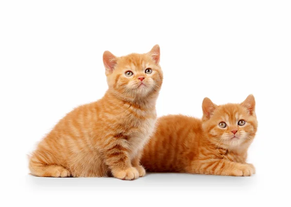 在白色背景上的两个小红色英国小猫 — 图库照片