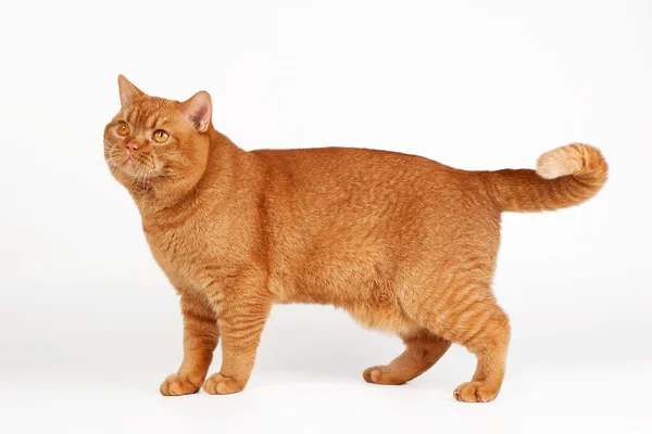 Beyaz zemin üzerine kırmızı İngiliz erkek kedi — Stok fotoğraf