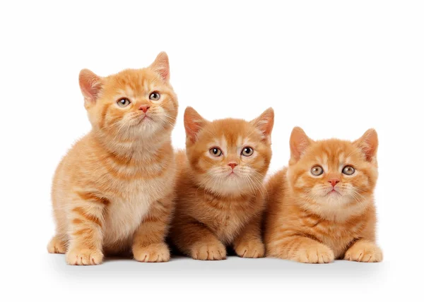 Tres gatitos británicos rojos pequeños sobre fondo blanco — Foto de Stock