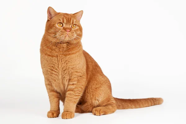 白い背景の上の赤のイギリスのオス猫 — ストック写真