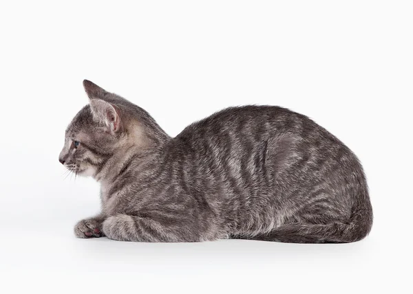 Small blue domestic kitten on white background — Stock Photo, Image