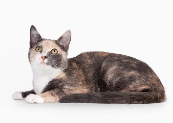 Young tortoise domestic cat on white background — Stock Photo, Image