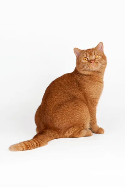 Rosso britannico gatto maschio su sfondo bianco — Foto Stock