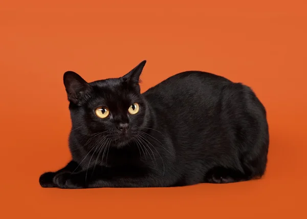 Kucing hitam tradisional bombay pada latar belakang kacang — Stok Foto
