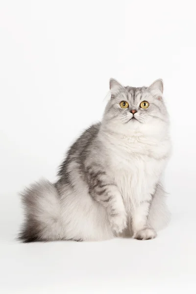 Gato británico de plata sobre fondo blanco — Foto de Stock