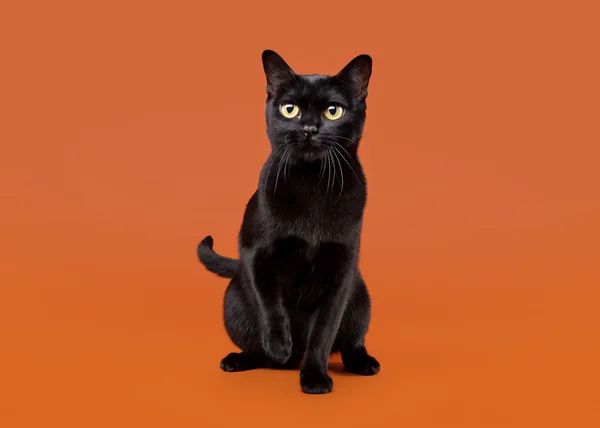 Black traditional bombay cat on nuts background — Stock Photo, Image