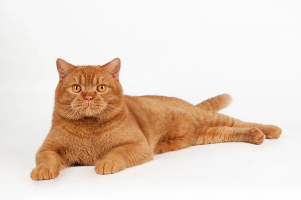 Gato macho británico rojo sobre fondo blanco —  Fotos de Stock