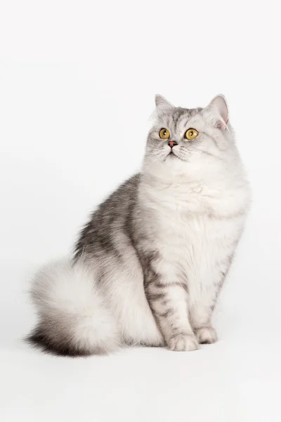 Silver British cat on white background — Stock Photo, Image