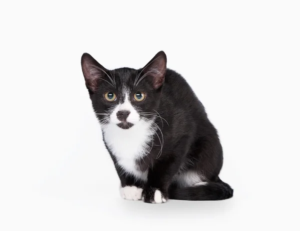Молодой черный двухцветный домашний кот на белом фоне — стоковое фото