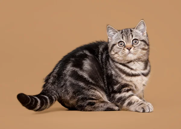 Pequeno gatinho britânico de mármore preto no fundo marrom claro — Fotografia de Stock