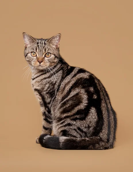 Liten svart marmor brittiska kattunge på brun bakgrund — Stockfoto