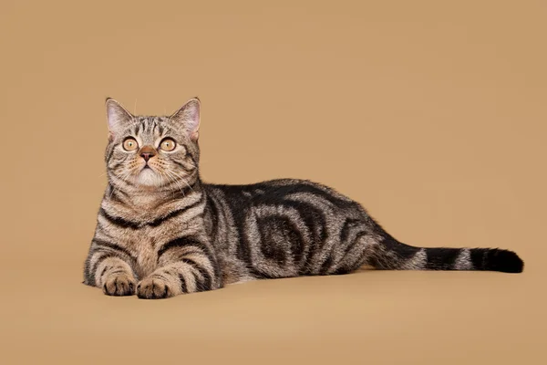 Маленький черный мраморный британский котенок на светло-коричневом фоне — стоковое фото