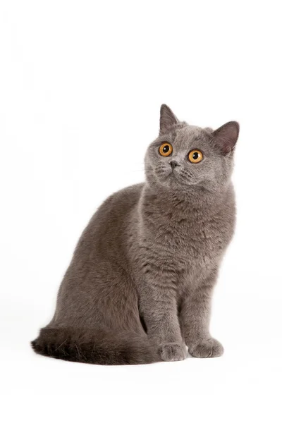 Blue british female cat on white background — Stock Photo, Image