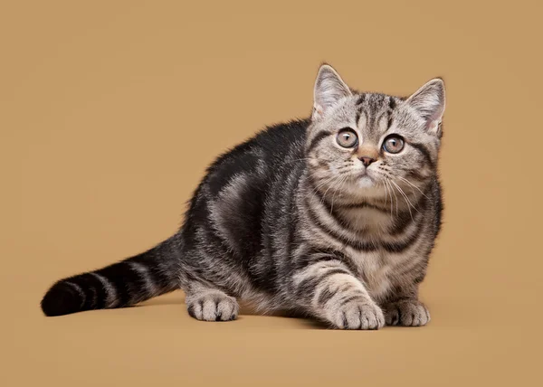 Gatito británico de mármol negro pequeño sobre fondo marrón claro —  Fotos de Stock