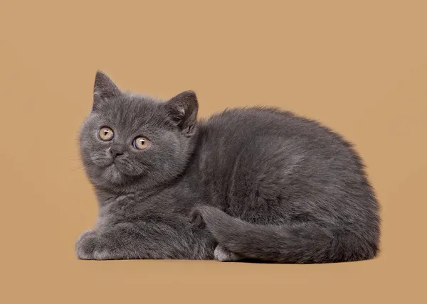 Gatito británico azul pequeño sobre fondo marrón claro — Foto de Stock