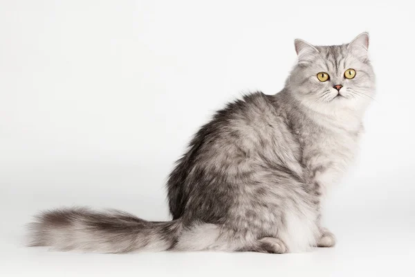 Silver British cat on white background — Stock Photo, Image