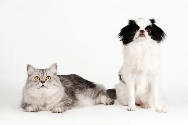 Chat et chien sur fond blanc — Photo