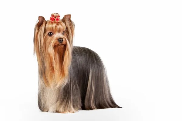 Yorkie puppy on white background — Stock Photo, Image