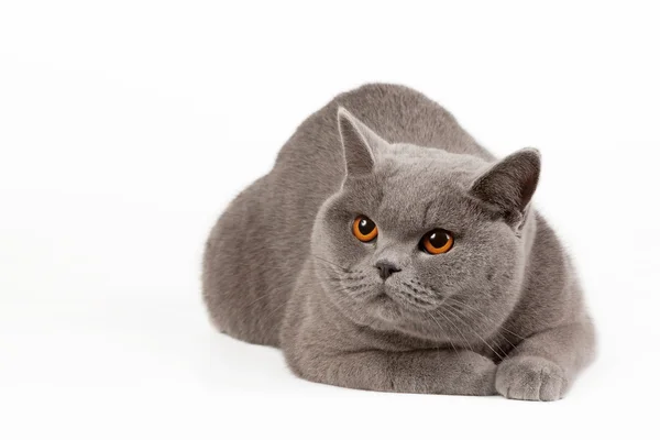 Blue british female cat on white background — Stock Photo, Image