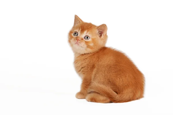 Red british kitten on white background — Stock Photo, Image