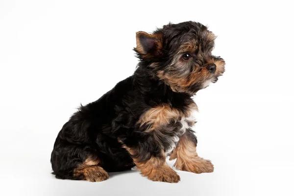 Yorkie puppy on white background — Stock Photo, Image