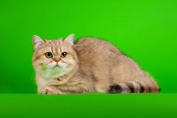 Gold british female cat on light green background — Stock Photo, Image