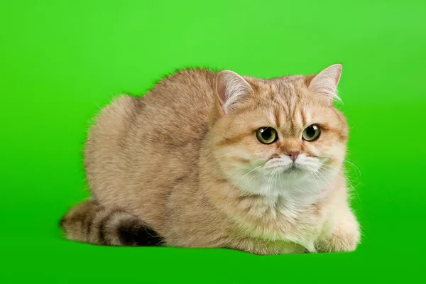 Gato femenino británico dorado sobre fondo verde claro —  Fotos de Stock