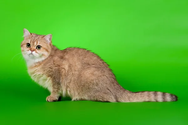 薄緑色の背景に金のイギリスのメス猫 — ストック写真
