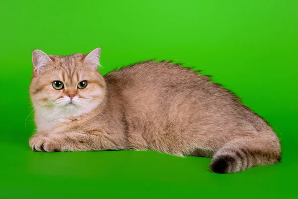 Guld brittiska kvinnliga katt på ljusgrön bakgrund — Stockfoto