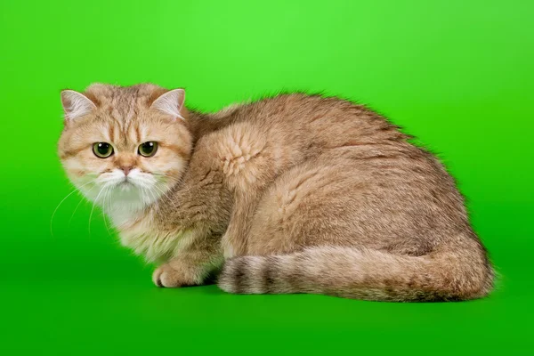 Guld brittiska kvinnliga katt på ljusgrön bakgrund — Stockfoto