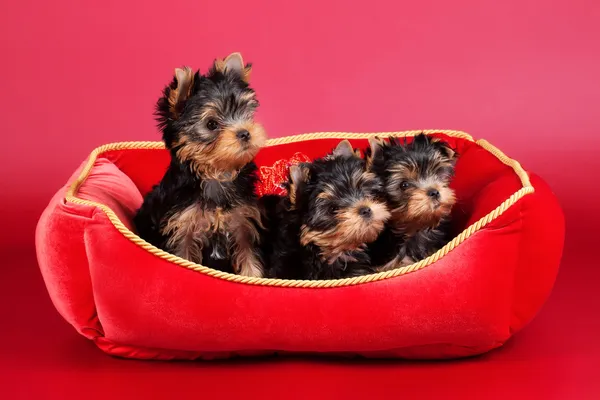 Trois chiots yorkais dans un banc de poêle rouge sur fond rouge vin — Photo