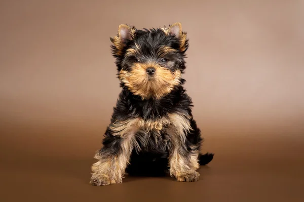 茶色の背景に yorkie の子犬 — ストック写真