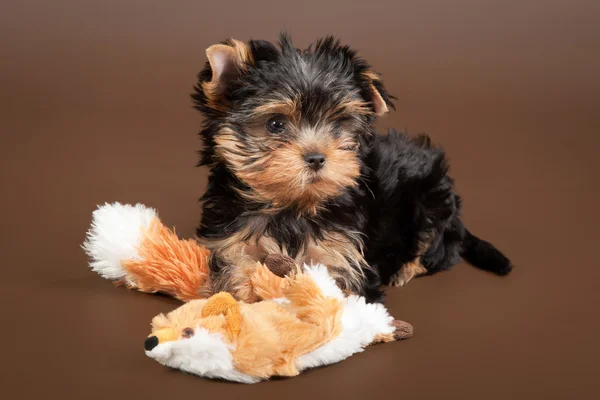 Szczeniak yorkie na brązowym tle — Zdjęcie stockowe